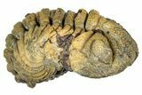 Long, Curled Morocops Trilobite - Morocco #323514-2